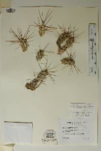 Corynopuntia grahamii image