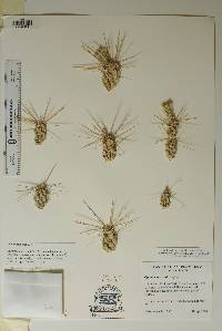 Corynopuntia grahamii image