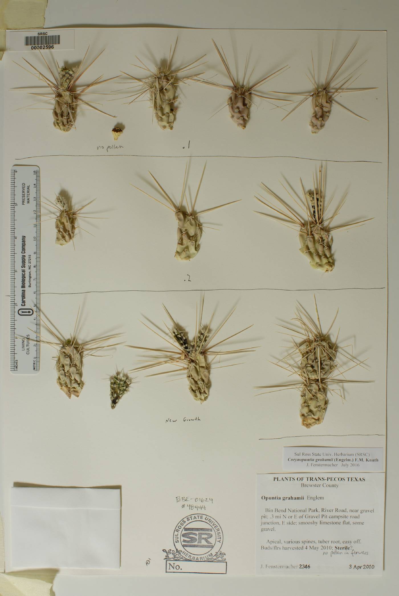 Corynopuntia grahamii image