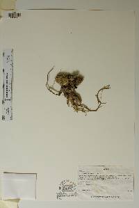 Corynopuntia moelleri image