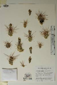 Corynopuntia schottii image