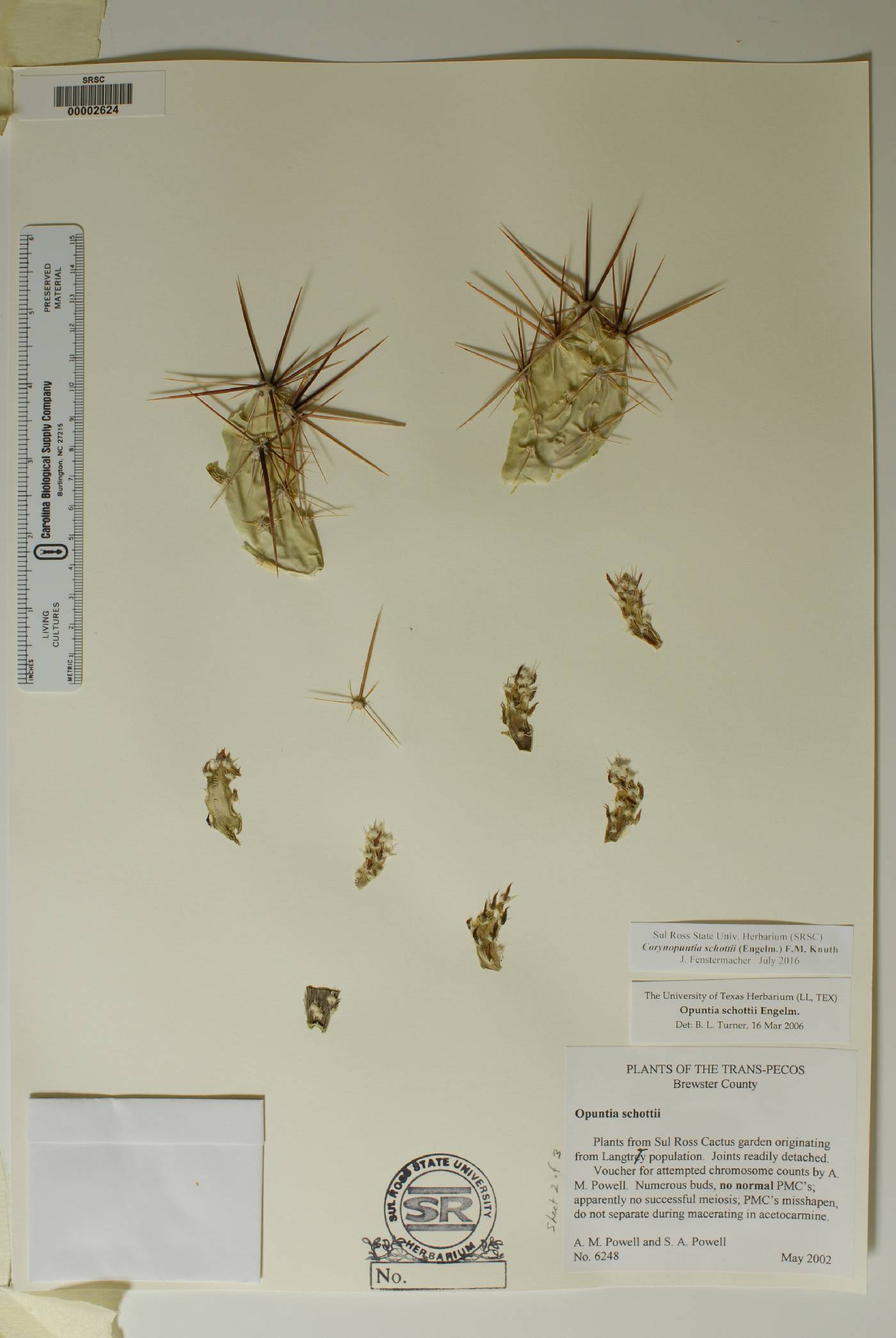 Corynopuntia schottii image