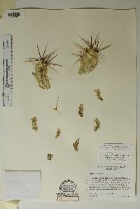 Corynopuntia schottii image