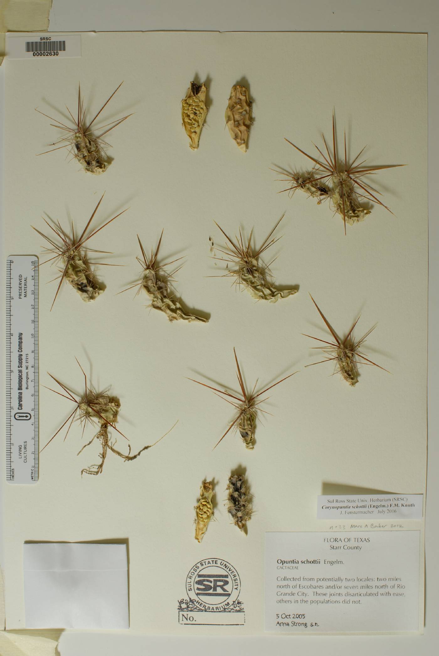 Corynopuntia schottii image