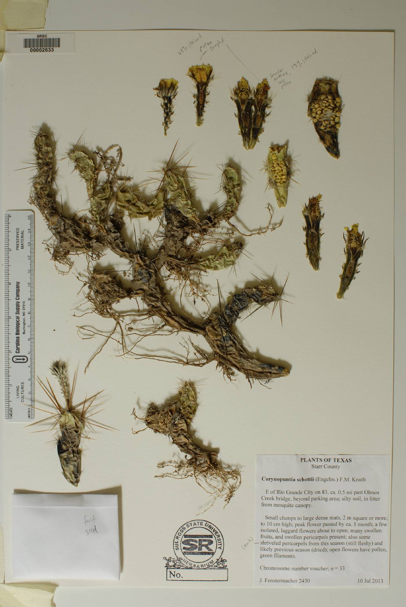 Corynopuntia schottii image