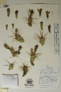 Corynopuntia schottii image