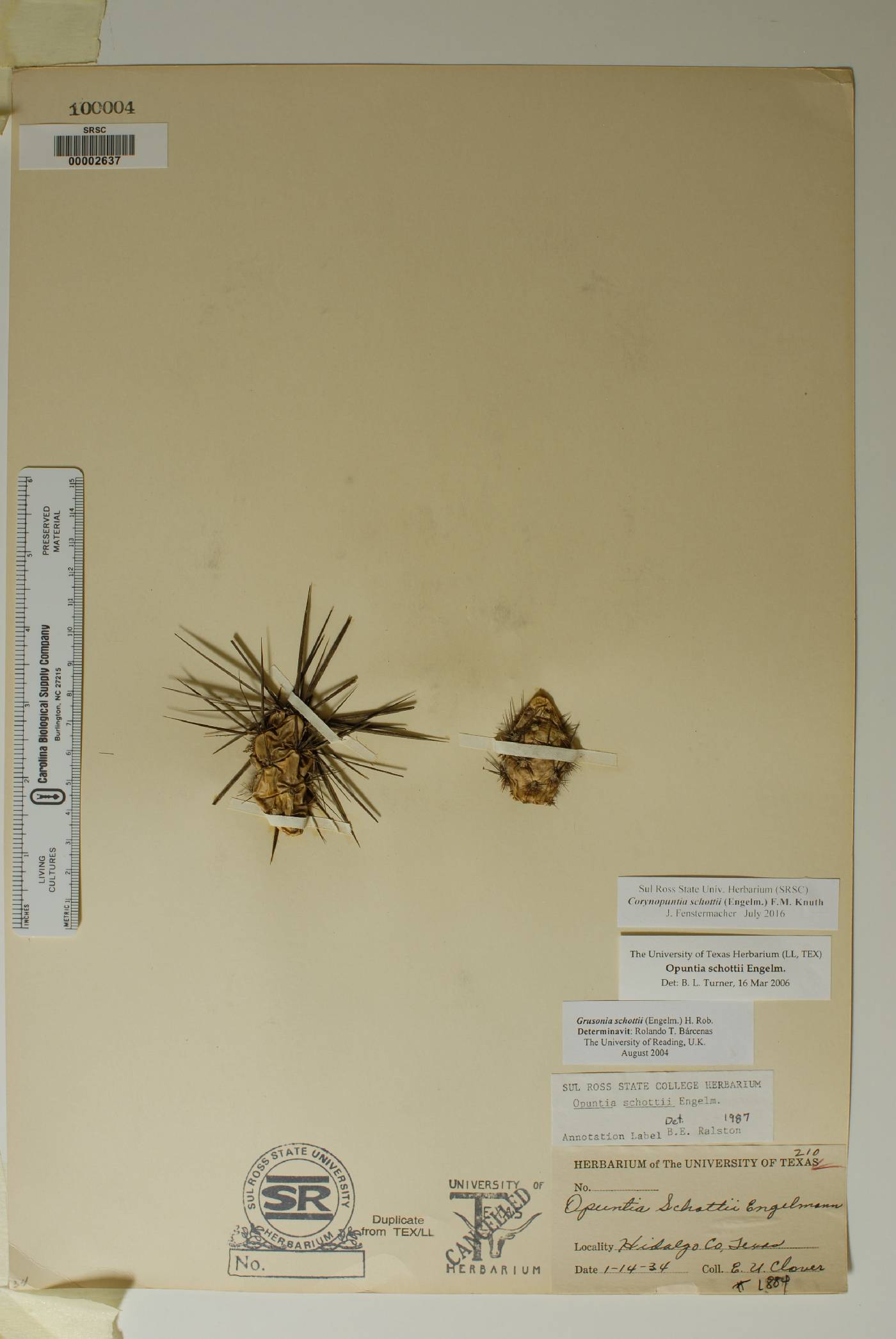 Corynopuntia schottii image