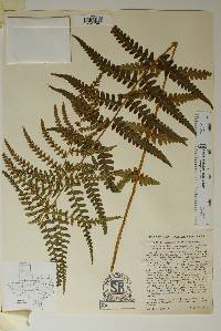 Dryopteris ludoviciana image