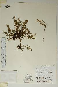 Pleopeltis polypodioides var. michauxiana image