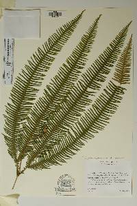 Polypodium hartwegianum image