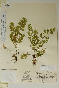 Adiantum capillus-veneris image