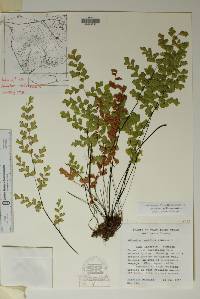 Adiantum capillus-veneris image