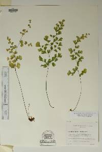 Adiantum capillus-veneris image