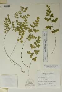 Adiantum capillus-veneris image