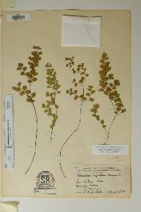 Adiantum capillus-veneris image