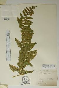 Dennstaedtia globulifera image