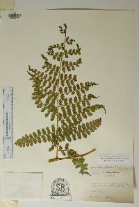 Dennstaedtia globulifera image