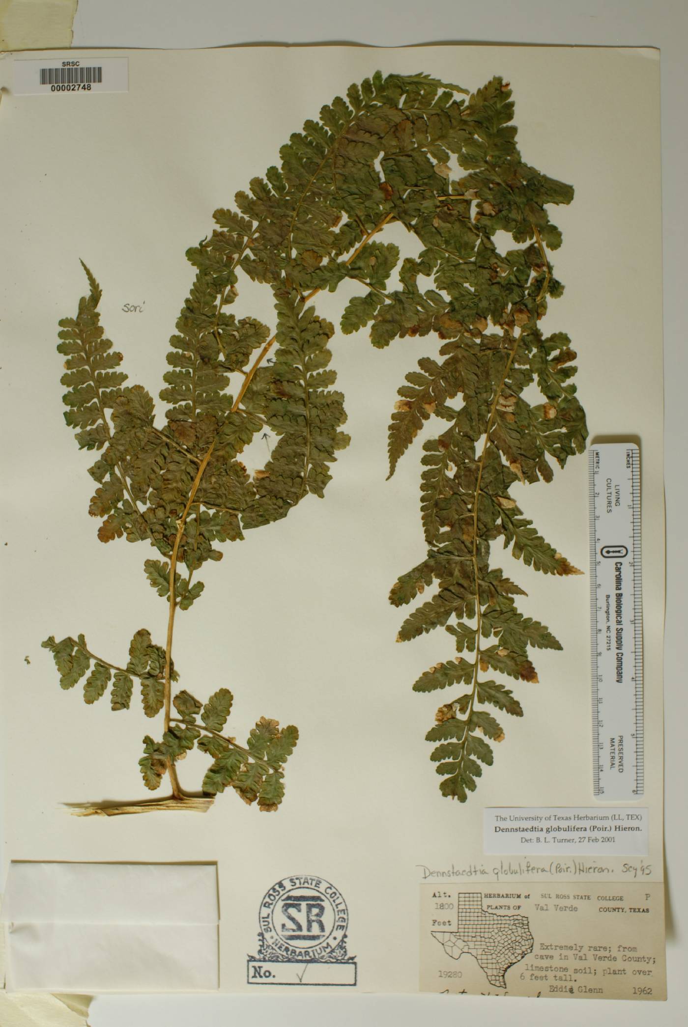 Dennstaedtia globulifera image