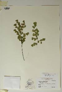 Adiantum capillus-veneris image