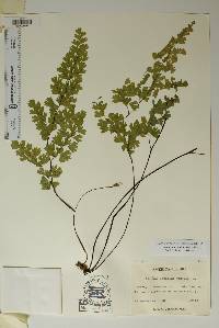 Adiantum capillus-veneris image