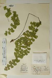 Adiantum capillus-veneris image