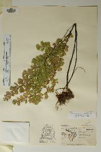 Adiantum capillus-veneris image