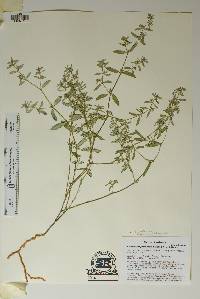 Euphorbia pediculifera image