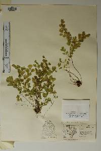 Adiantum capillus-veneris image