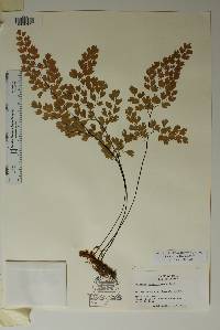 Adiantum capillus-veneris image