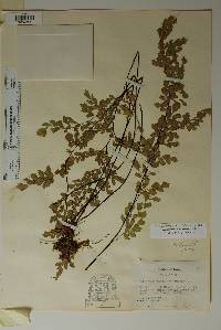 Adiantum capillus-veneris image