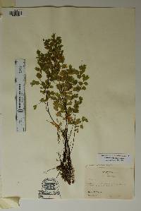 Adiantum capillus-veneris image