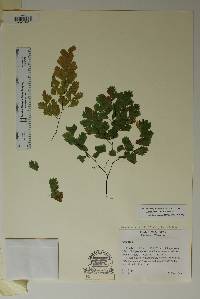 Adiantum capillus-veneris image