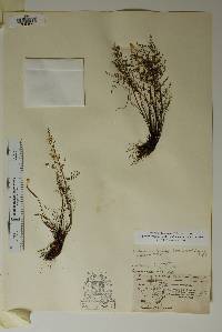 Argyrochosma microphylla image