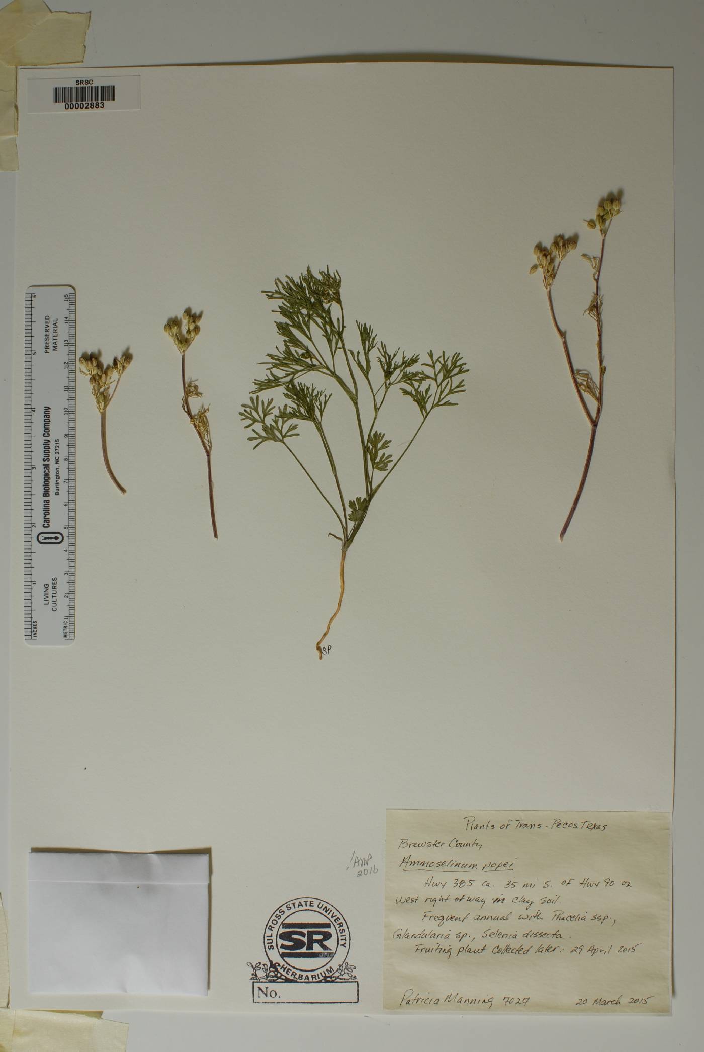 Ammoselinum popei image