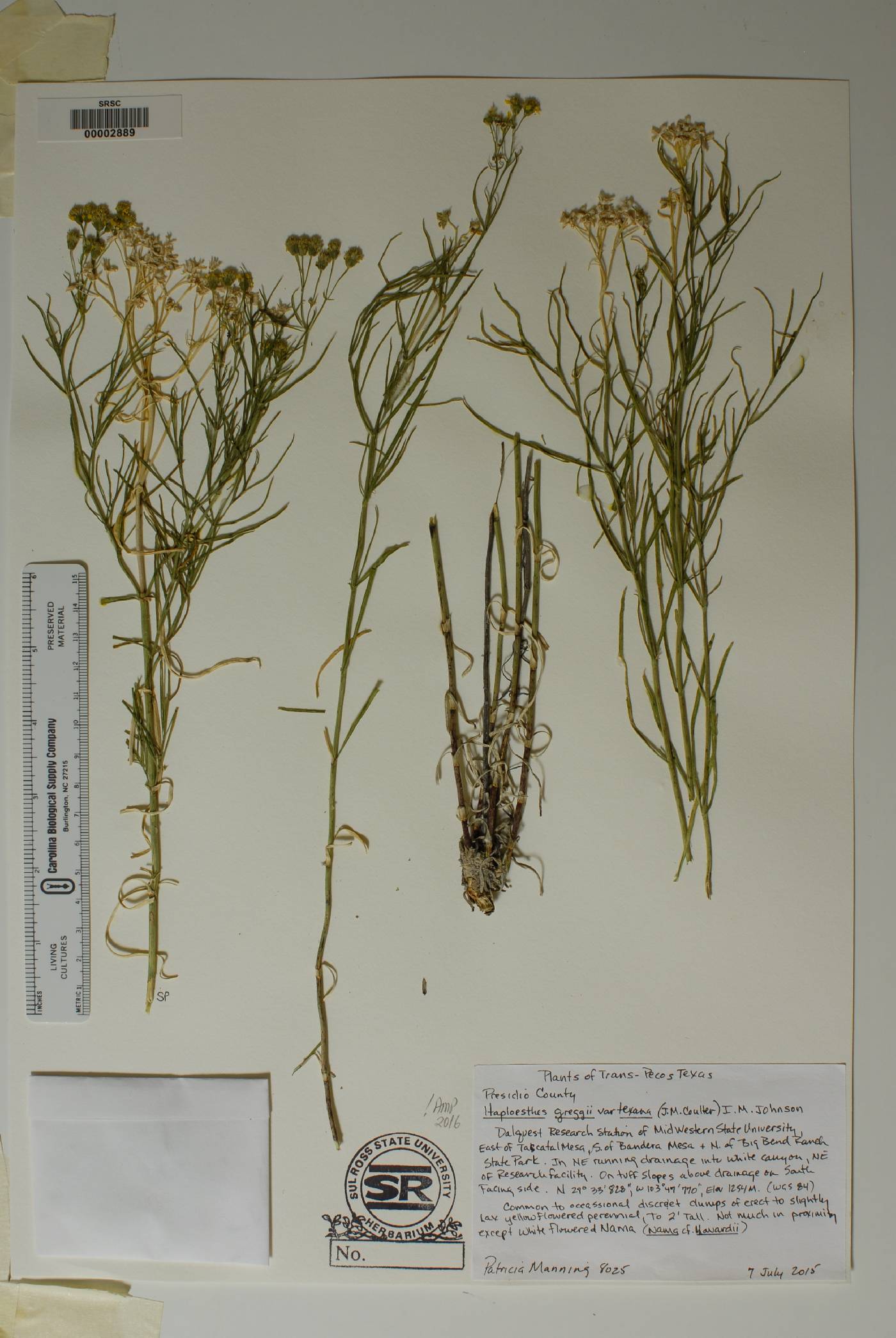 Haploesthes greggii image