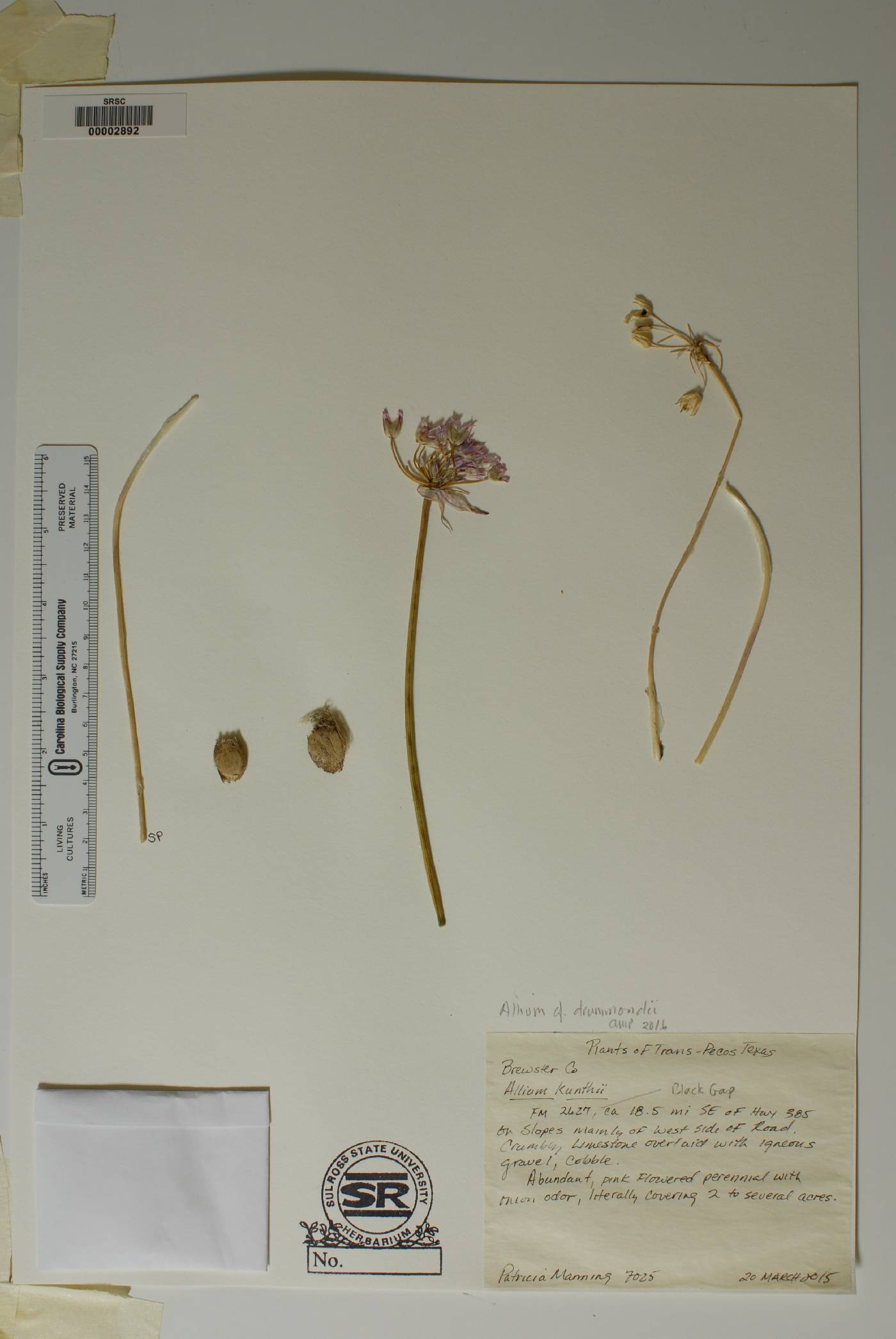 Allium drummondii image