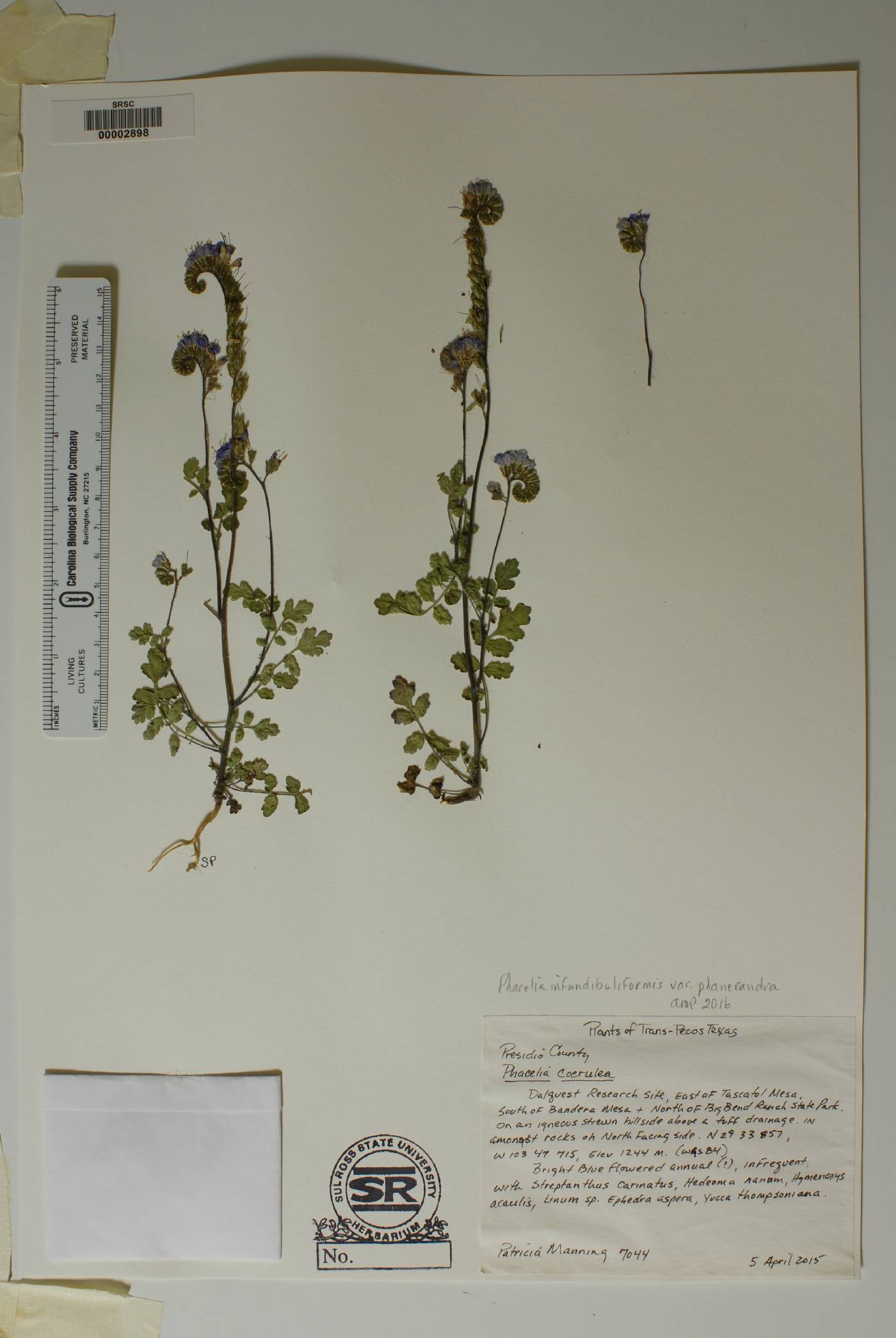 Phacelia infundibuliformis var. phanerandra image