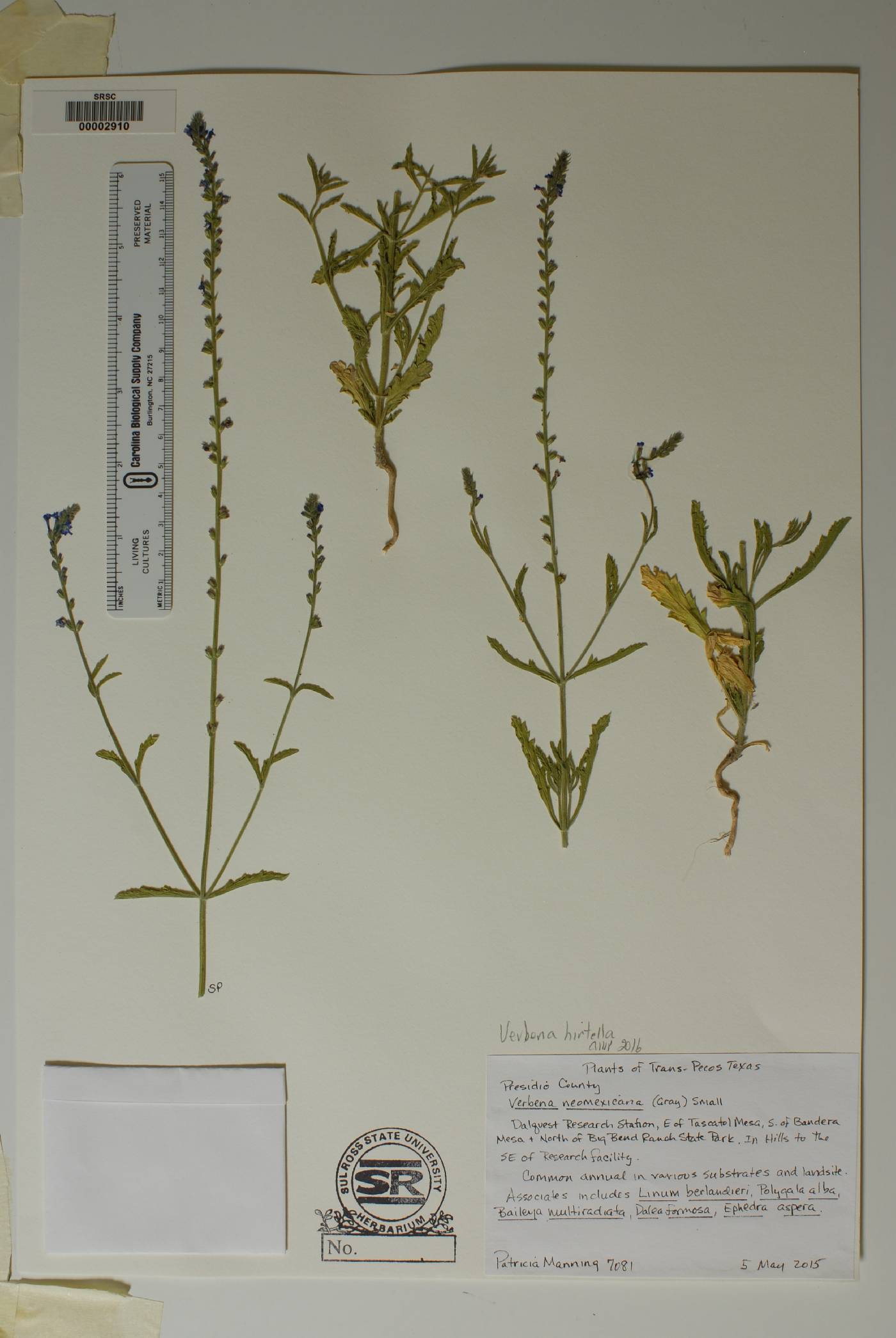 Verbena neomexicana var. hirtella image