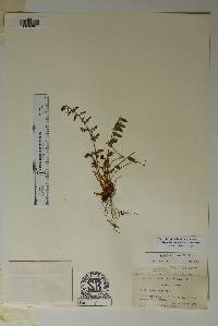 Woodsia neomexicana image