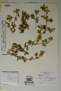 Alternanthera pungens image