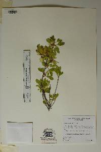 Fraxinus greggii image