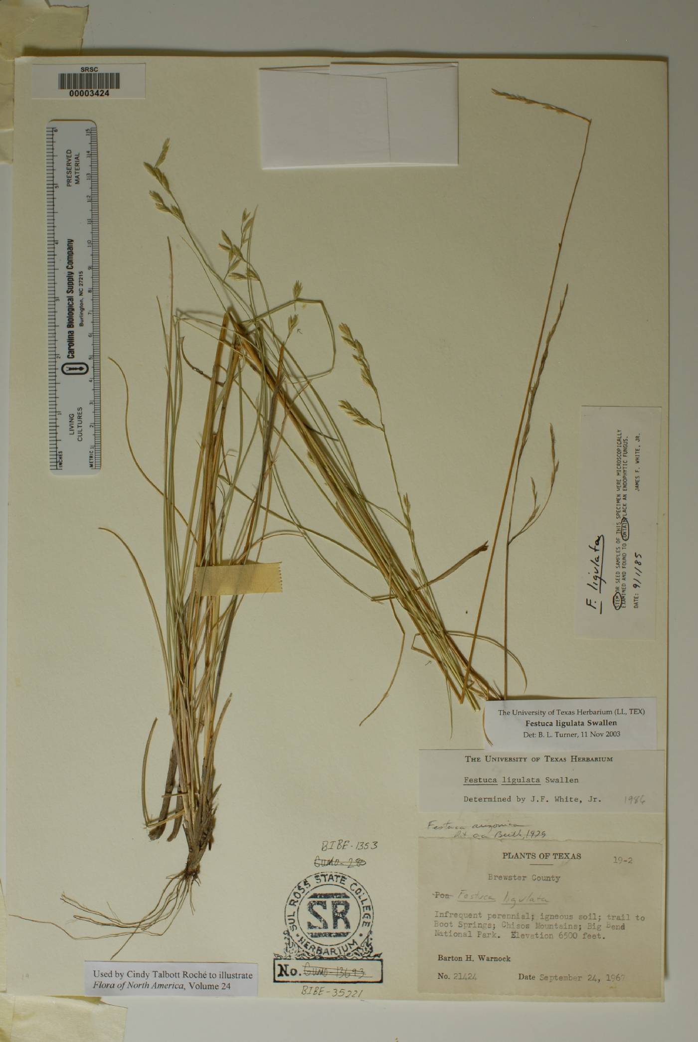 Festuca ligulata image
