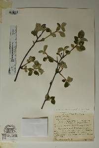 Styrax platanifolius subsp. youngiae image