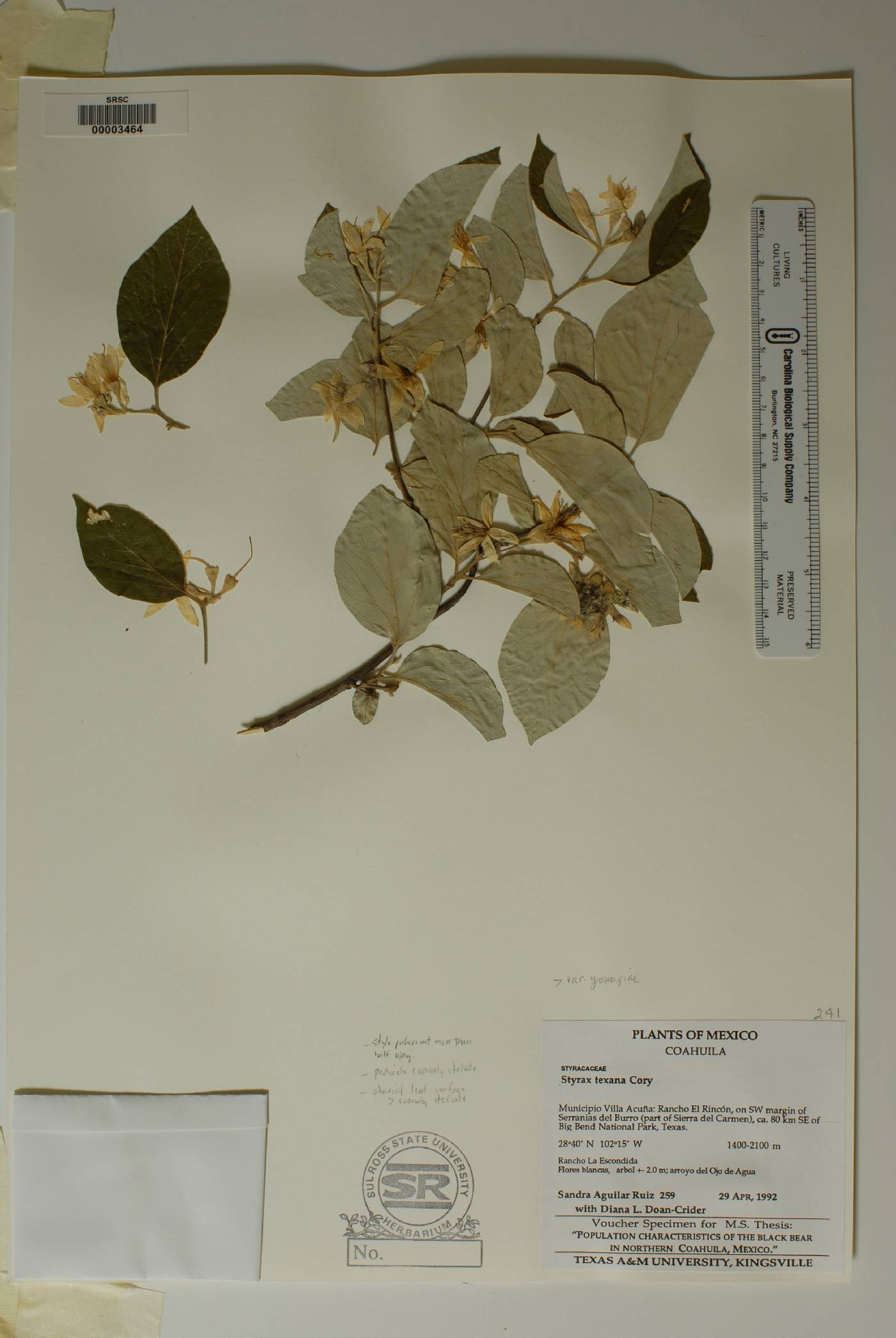 Styrax platanifolius subsp. youngiae image