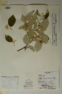 Styrax platanifolius subsp. youngiae image