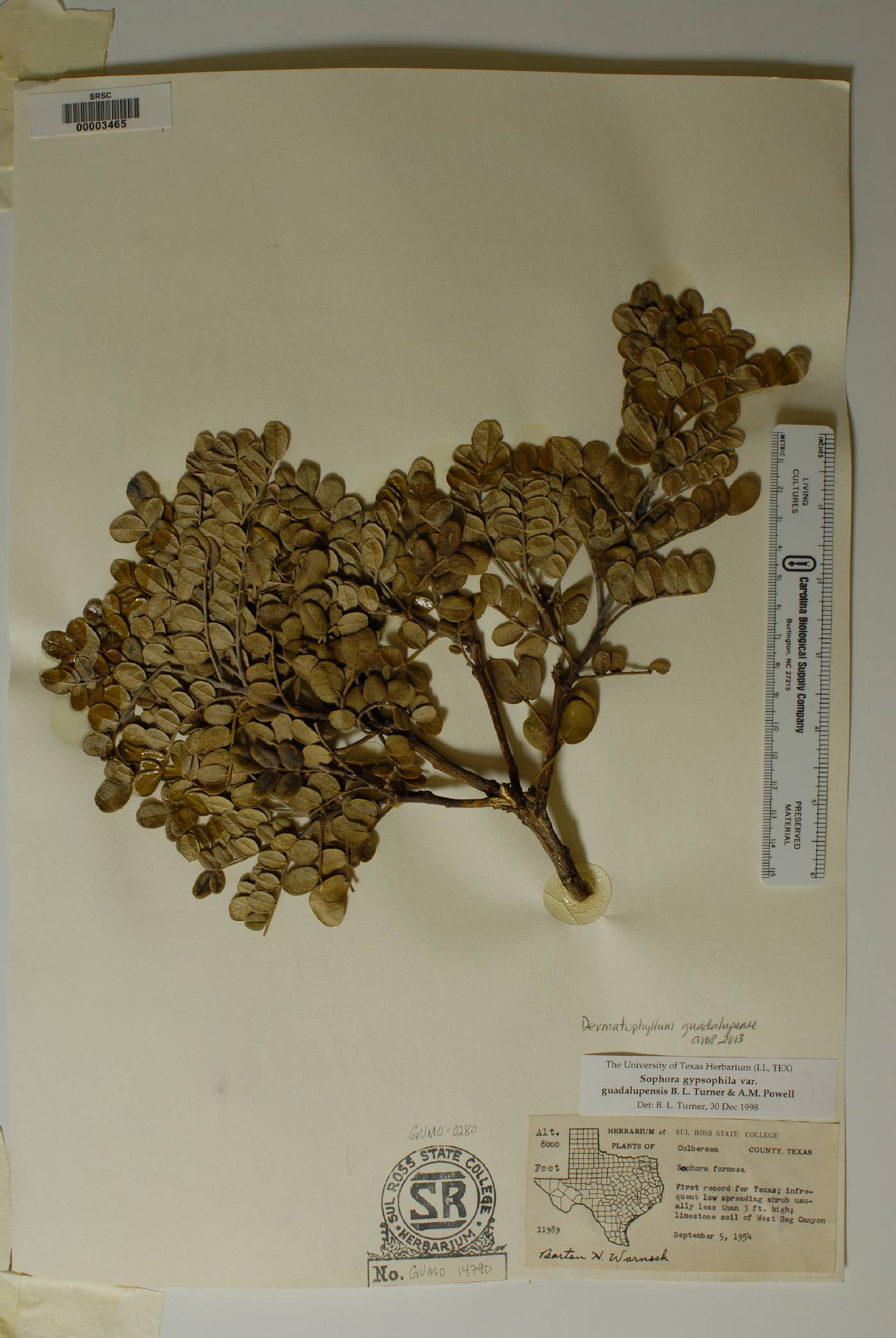 Dermatophyllum guadalupense image