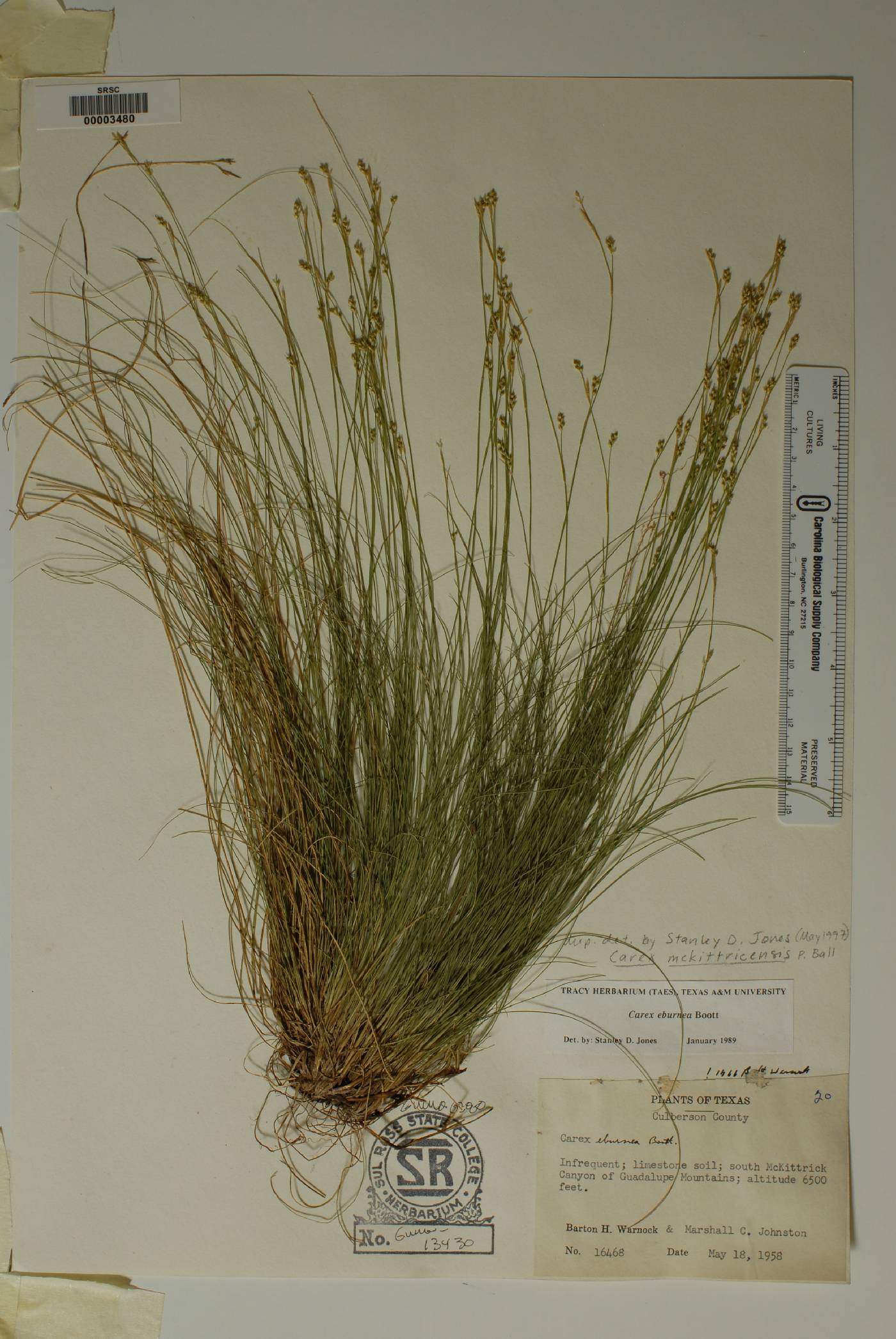 Carex mckittrickensis image