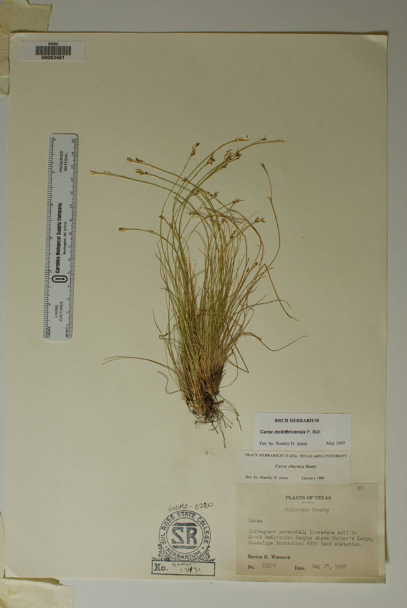 Carex mckittrickensis image
