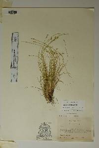 Carex mckittrickensis image