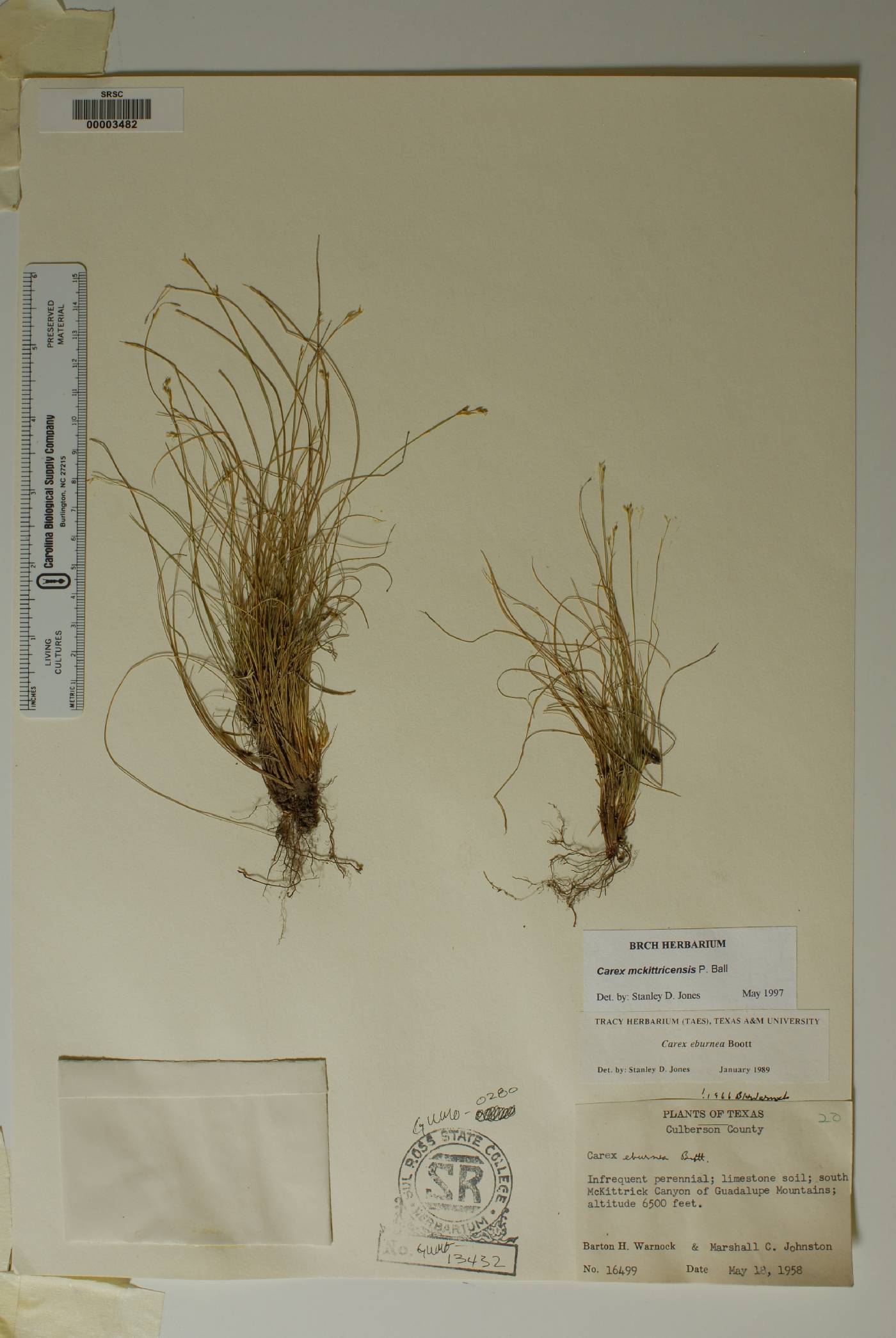 Carex mckittrickensis image